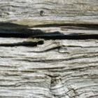 hout van Aterlier Taxus